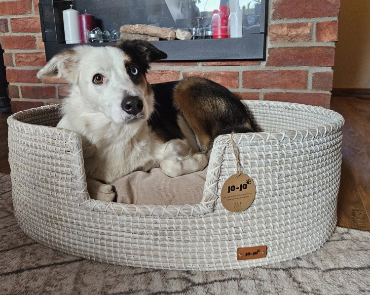 Białe, owalne legowisko dla psa lub kota, wykonane z plecionej trawy morskiej, z beżową poduszką wewnątrz. W legowisku leży pies rasy border collie z różnokolorowymi oczami, na tle ceglanego kominka.