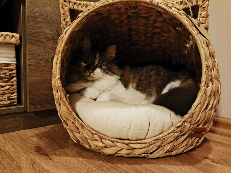 Puszysty, szaro-biały kot leży w okrągłym legowisku typu domek. Kosz wypleciony z naturalnego hiacyntu wodnego ma ozdobne uszy kota i jasną, miękką poduszkę w środku.